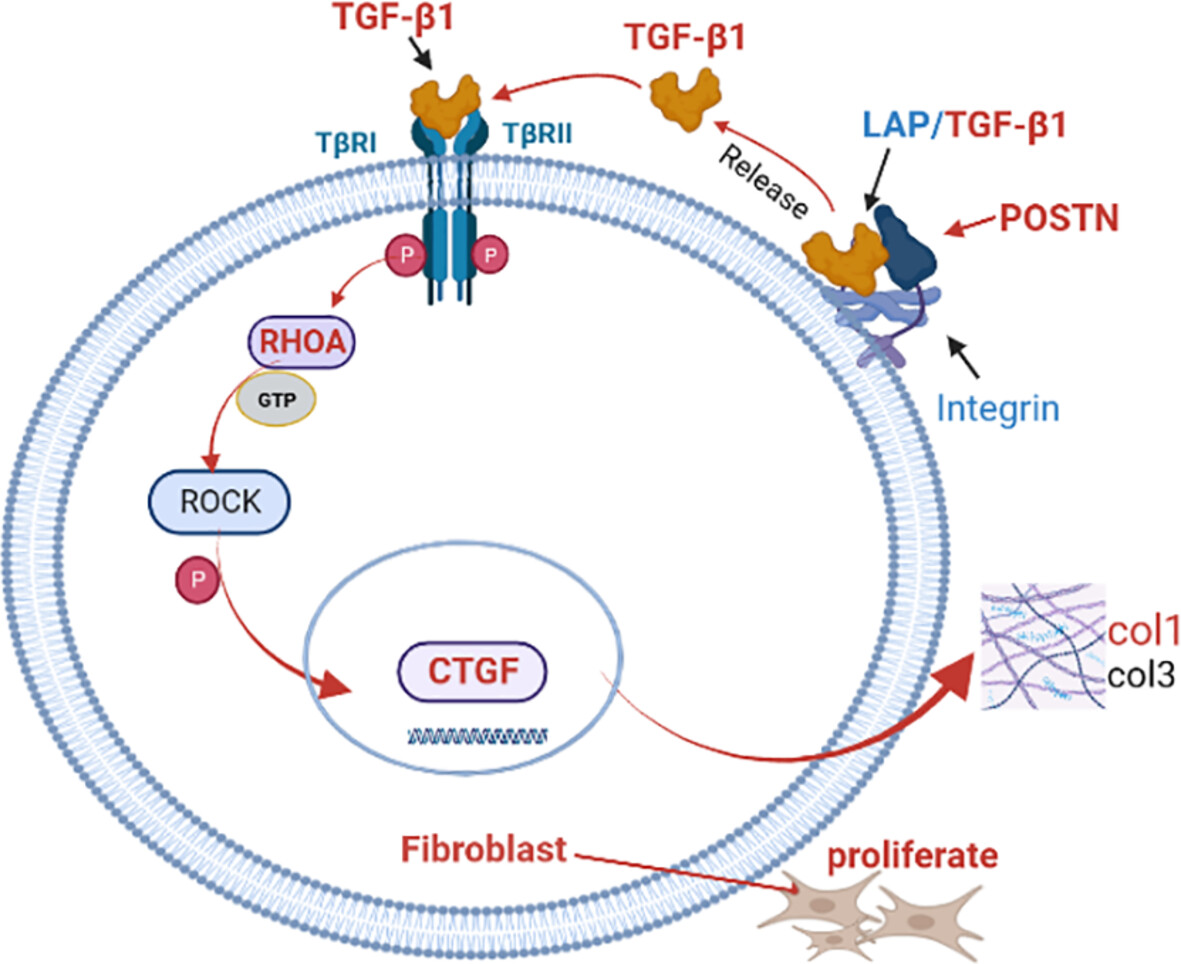 POSTN Regulates Fibroblast Proliferation and Migration in Laryngotracheal Stenosis Through the TGF-β/RHOA Pathway