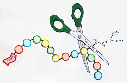 Chemical Deprenylation of N6-Isopentenyladenosine (i6A) RNA