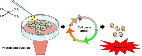 Photobiomodulation Enhances Cisplatin Cytotoxicity in a Culture Model with Oral Cell Lineages