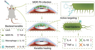 Bacteria-Targeting Nanosilver-Based Antibacterial Drugs for Efficient Treatment of Drug-Resistant Bacterial-Infected Keratitis