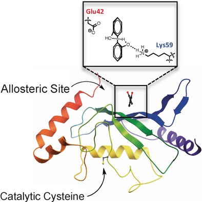 Insights Into the Allosteric Inhibition of the SUMO E2 Enzyme Ubc9