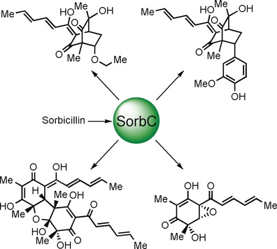 Chemo-enzymatic Total Synthesis of Oxosorbicillinol, Sorrentanone, Rezishanones B and C, Sorbicatechol A, Bisvertinolone, and (+)-Epoxysorbicillinol