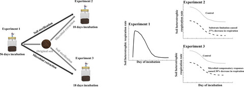 Microbial community responses reduce soil carbon loss in Tibetan alpine grasslands under short-term warming