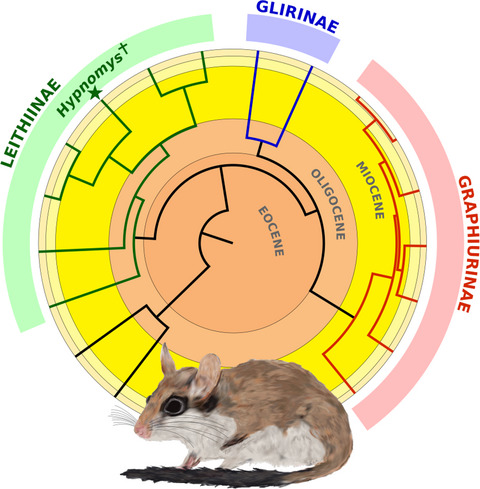 Ancient DNA from an extinct Mediterranean micromammal—Hypnomys morpheus (Rodentia: Gliridae)—Provides insight into the biogeographic history of insular dormice