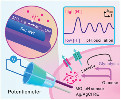 Reference-Attached pH Nanosensor for Accurately Monitoring the Rapid Kinetics of Intracellular H+ Oscillations