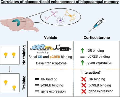 Hippocampal glucocorticoid target genes associated with enhancement of memory consolidation