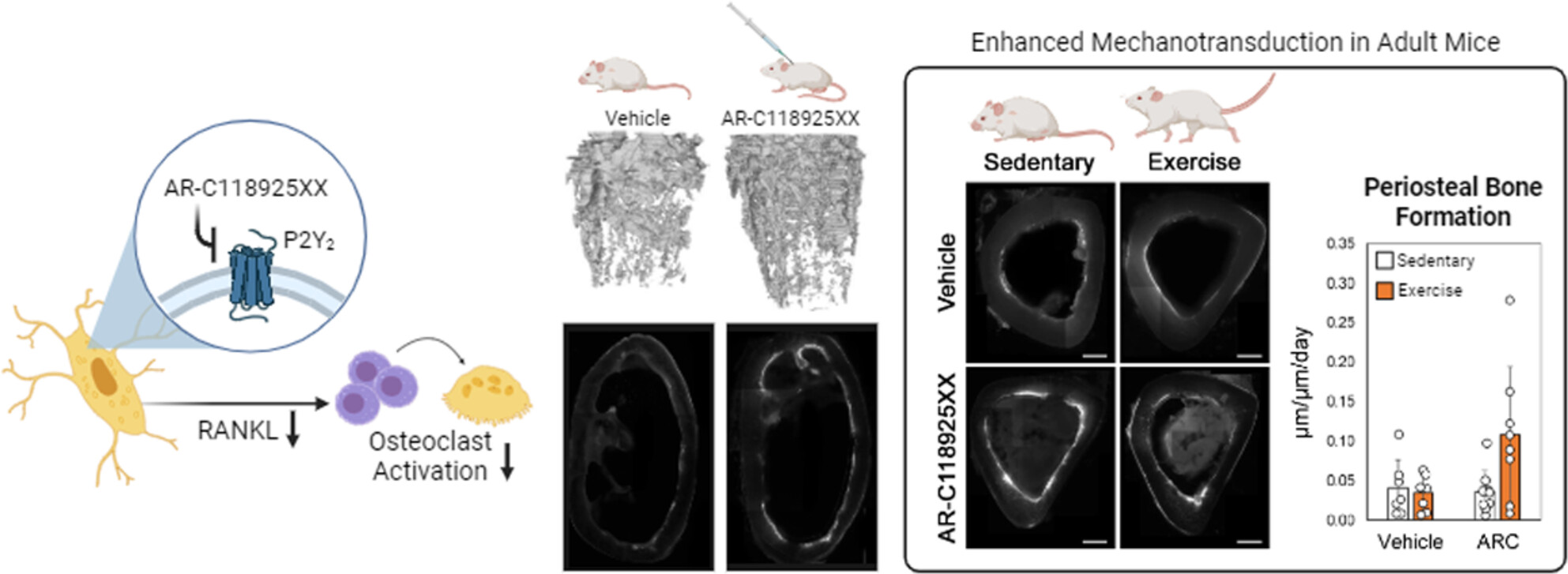 P2Y2 Inhibition Modifies the Anabolic Response to Exercise in Adult Mice