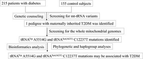 Late onset of type 2 diabetes is associated with mitochondrial tRNATrp A5514G and tRNASer(AGY) C12237T mutations