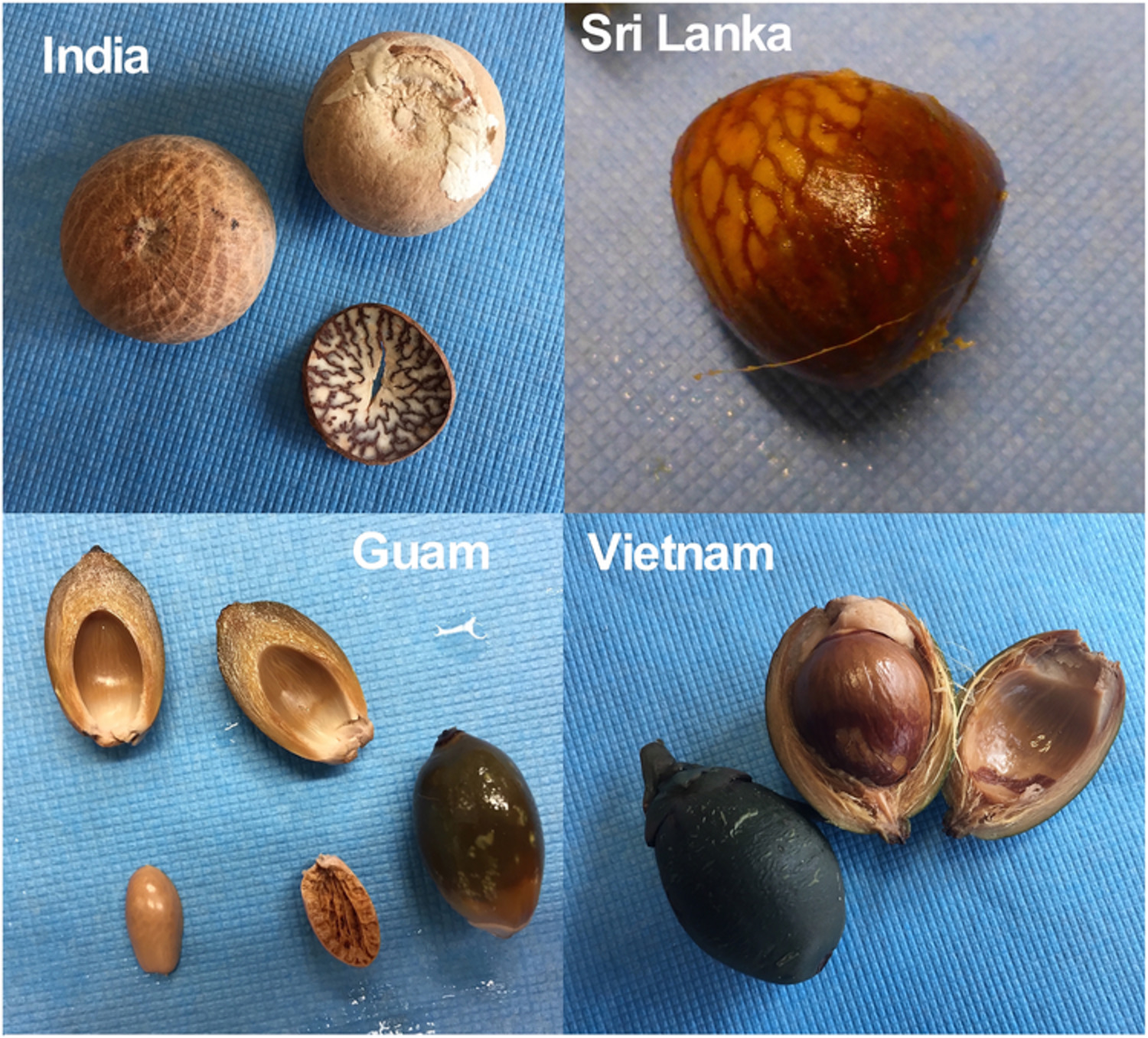Betel quid: New insights into an ancient addiction