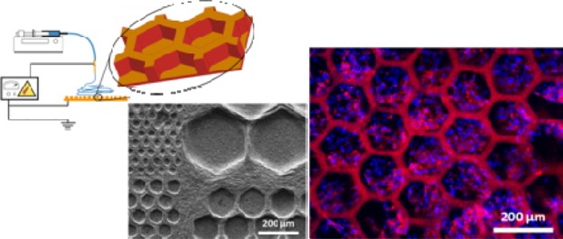 Electrospun Honeycomb as Nests for Controlled Osteoblast Spatial Organization