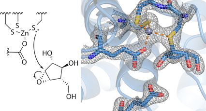 Cysteine Nucleophiles in Glycosidase Catalysis: Application of a Covalent β-l-Arabinofuranosidase Inhibitor