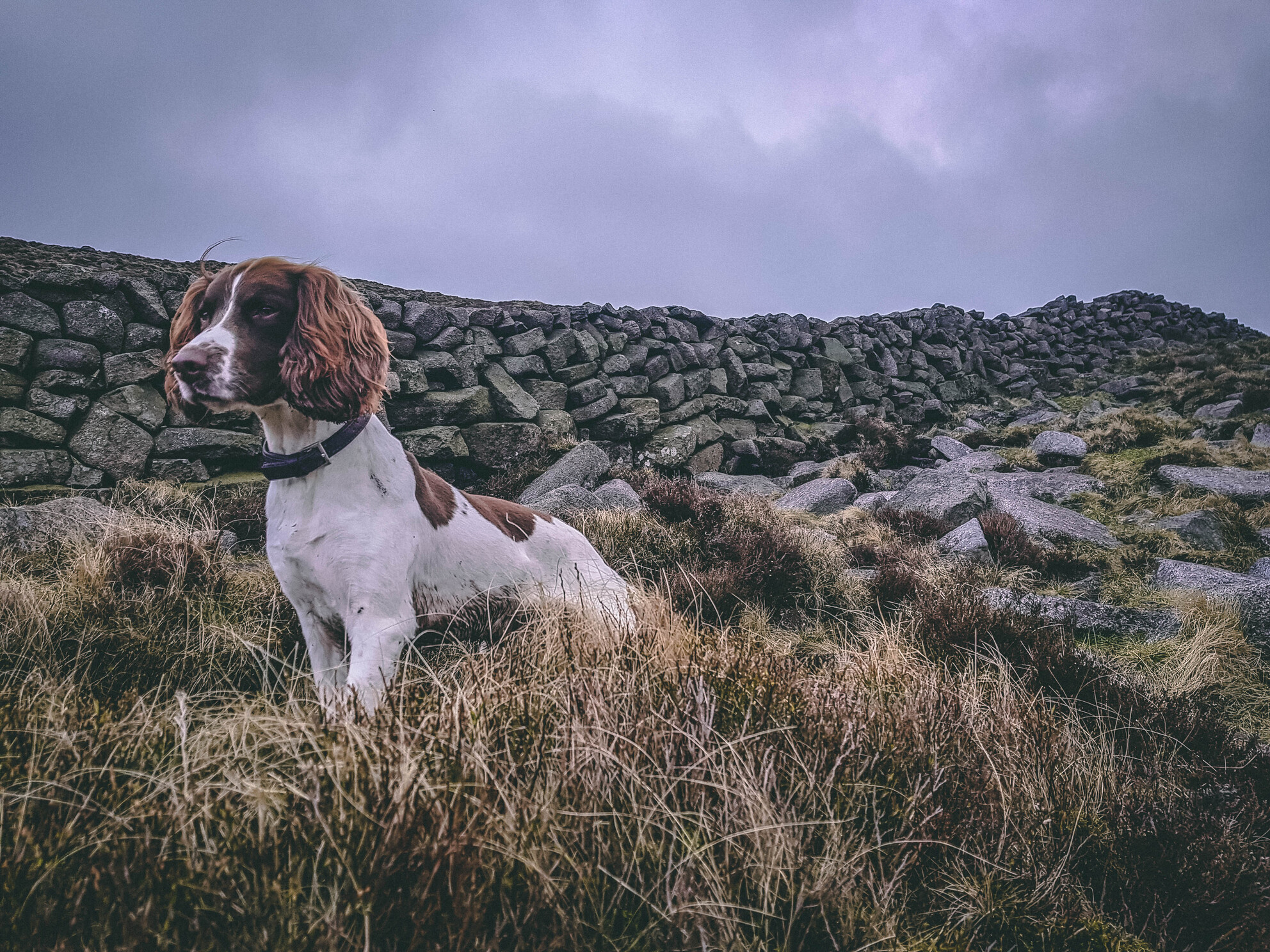 Conservation detection dogs: A critical review of efficacy and methodology