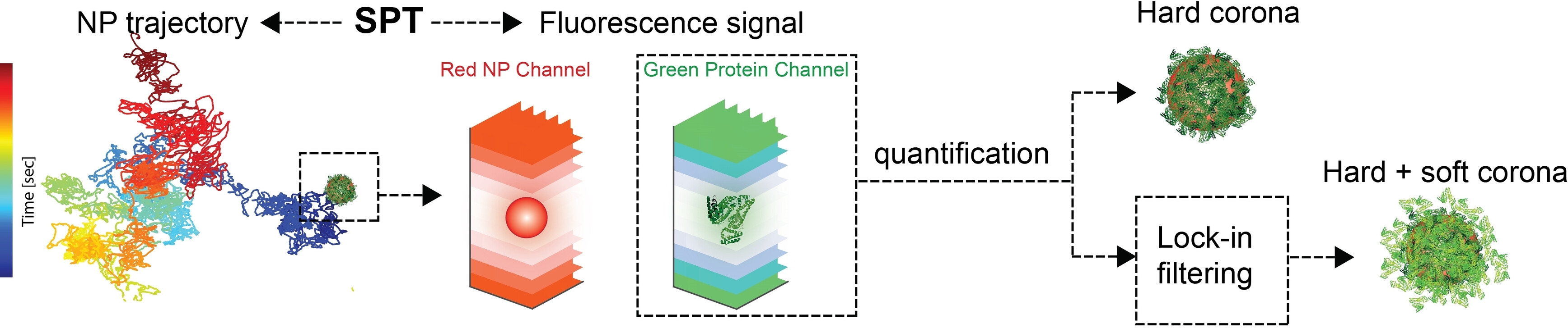Particle-by-Particle In Situ Characterization of the Protein Corona via Real-Time 3D Single-Particle-Tracking Spectroscopy**