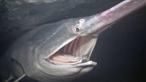 Spatial sampling bias and model complexity in stream-based species distribution models: A case study of Paddlefish (Polyodon spathula) in the Arkansas River basin, USA