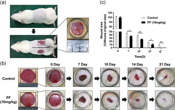 Retracted: Paeoniflorin promotes angiogenesis and tissue regeneration in a full-thickness cutaneous wound model through the PI3K/AKT pathway