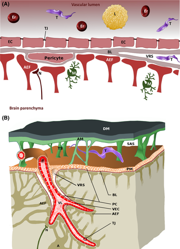 Details are in the caption following the image Details are in the caption following the image