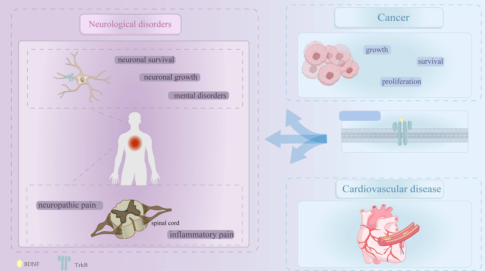 Impact and Mechanisms of Action of BDNF on Neurological Disorders, Cancer, and Cardiovascular Diseases