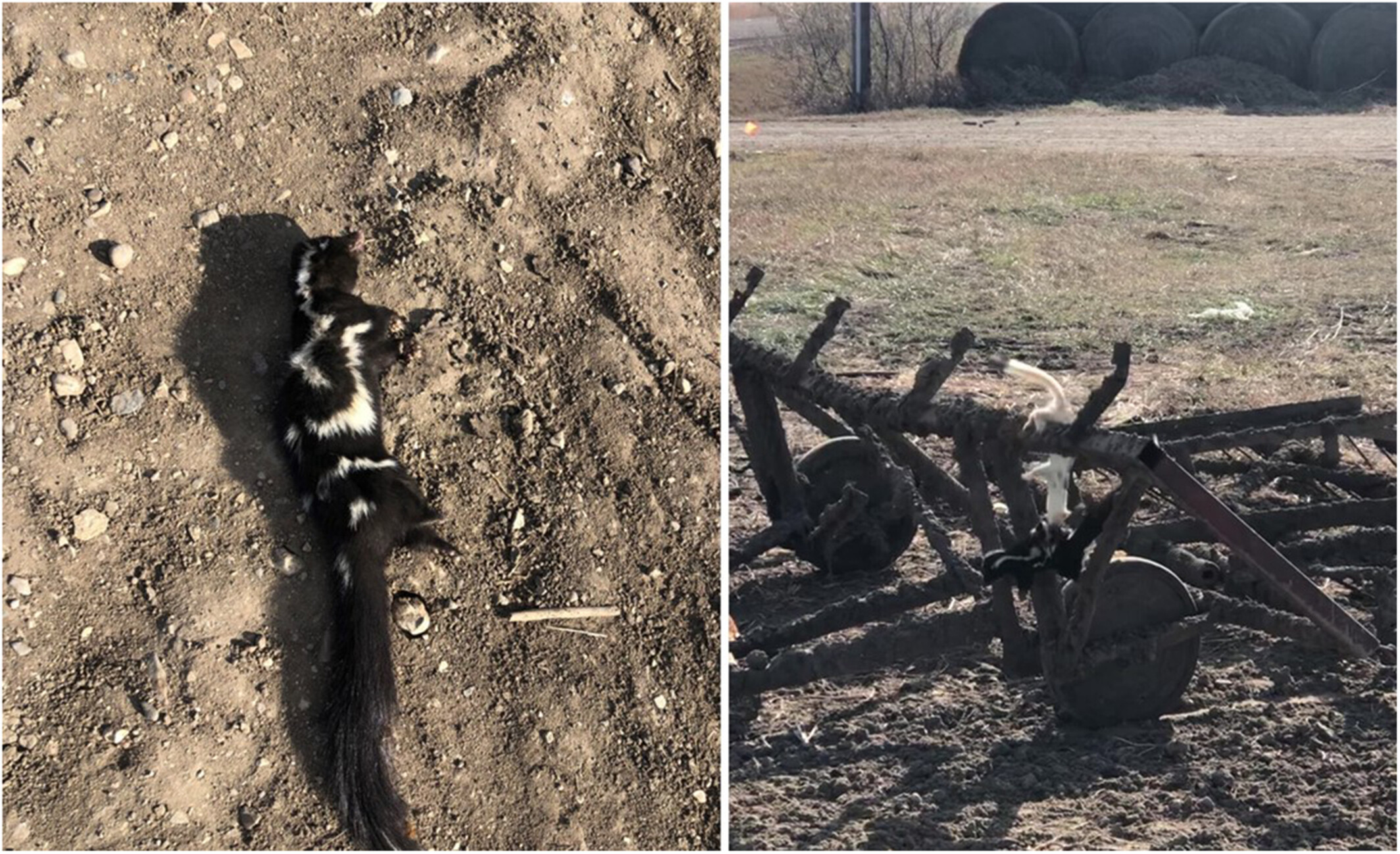 The first documented interaction between a long-tailed weasel (Mustela frenata) and a plains spotted skunk (Spilogale interrupta) carcass