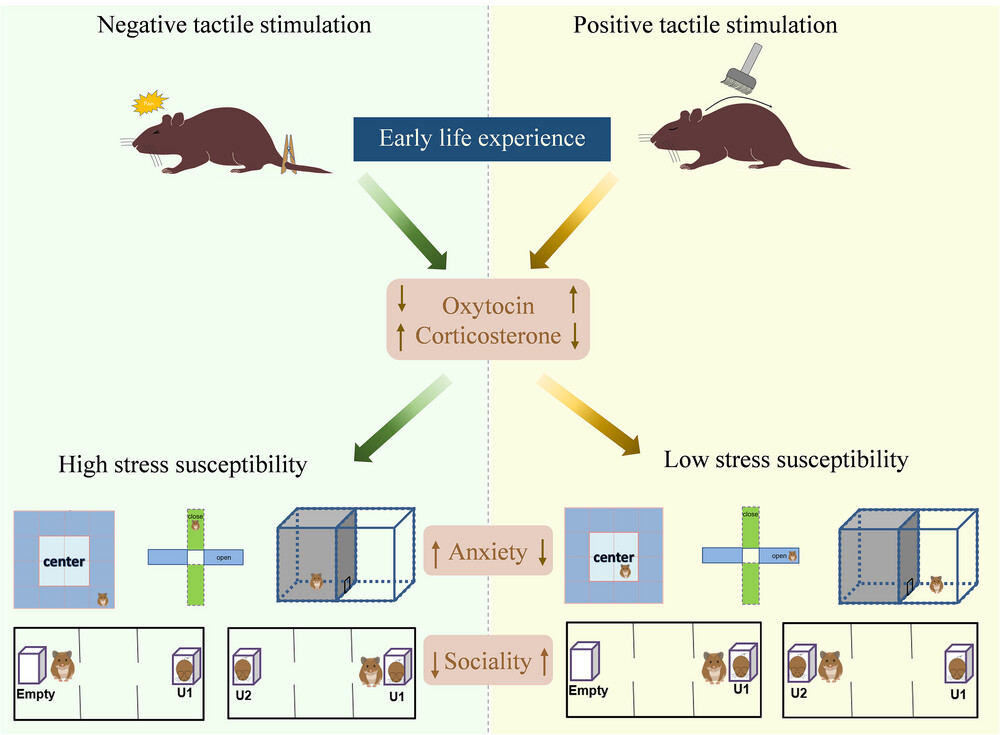 Early positive tactile stimulation reverses the increase of anxiety and decrease of sociality induced by early chronic mechanical pain in mandarin voles