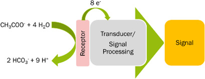 Microbial Electrochemical Sensors for Anaerobic Digestion Process Control – Performance of Electroactive Biofilms under Real Conditions