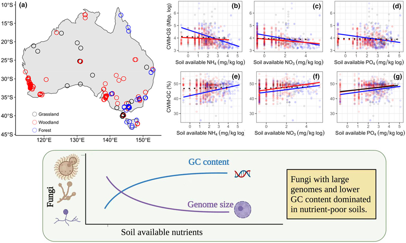 Fungal genome size and composition reflect ecological strategies along soil fertility gradients