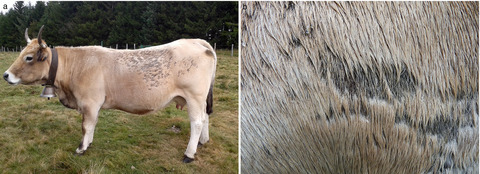 Skin lesions in Aubrac cows strongly associated with fly bites (Haematobia irritans)