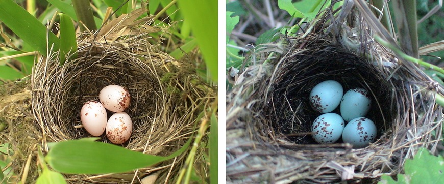 Egg color variation, but not egg rejection behavior, changes in a cuckoo host breeding in the absence of brood parasitism