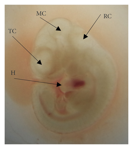 Details are in the caption following the image Details are in the caption following the image