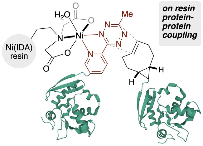 Affinity Bioorthogonal Chemistry (ABC) Tags for Site-Selective Conjugation, On-Resin Protein-Protein Coupling, and Purification of Protein Conjugates