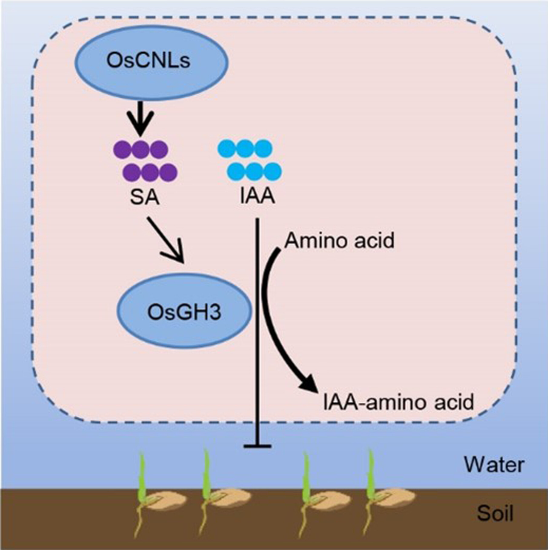 Rice seed germination priming by salicylic acid and the emerging role of phytohormones in anaerobic germination