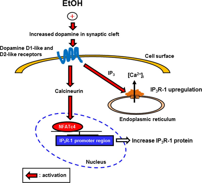 Sensitization of ethanol-induced place preference as a result of up-regulation of type 1 inositol 1,4,5-trisphosphate receptors in mouse nucleus accumbens