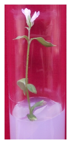 Details are in the caption following the image