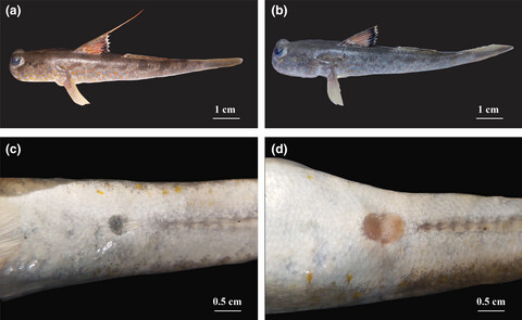 Reproduction ecology of an emerging fishery resource, the amphibious mudskipper Periophthalmus chrysospilos, in the Mekong Delta