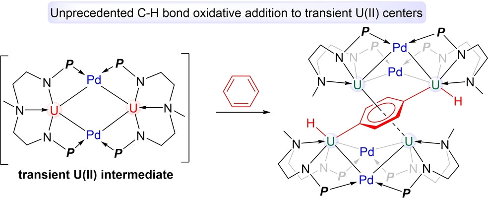 Oxidative Addition of E−H (E=C, N) Bonds to Transient Uranium(II) Centers