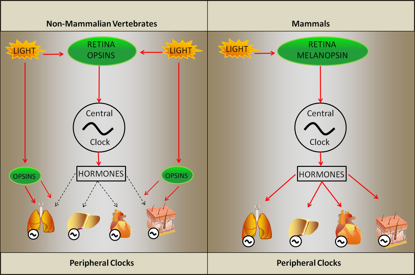 Nonvisual Opsins and the Regulation of Peripheral Clocks by Light and Hormones