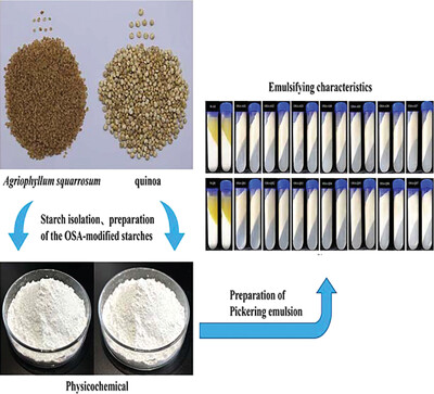 Comparative Study of the Performances of Octenyl Succinic Anhydride-Modified Agriophyllum squarrosum and Quinoa Starches to Stabilize Pickering Emulsions