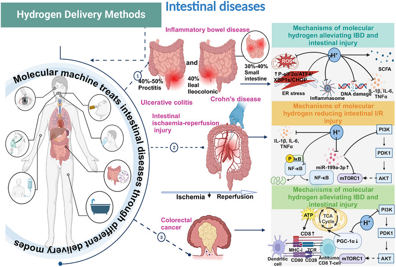 Molecular Hydrogen Therapy: Mechanisms, Delivery Methods, Preventive, and Therapeutic Application