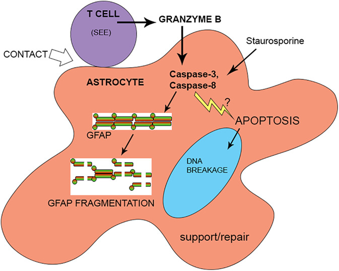 Helper CD4 T cells expressing granzyme B cause glial fibrillary acidic protein fragmentation in astrocytes in an MHCII-independent manner