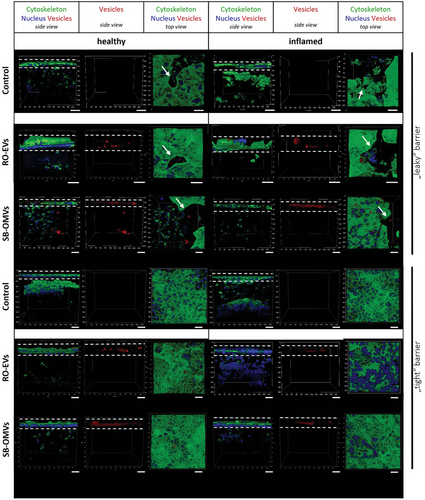 Details are in the caption following the image Details are in the caption following the image