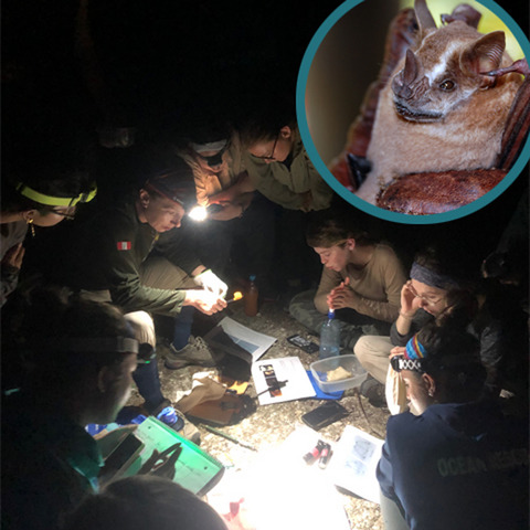 Body mass affects short-term heterothermy in Neotropical bats