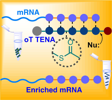 Athermal, Chemically Triggered Release of RNA from Thioester Nucleic Acids