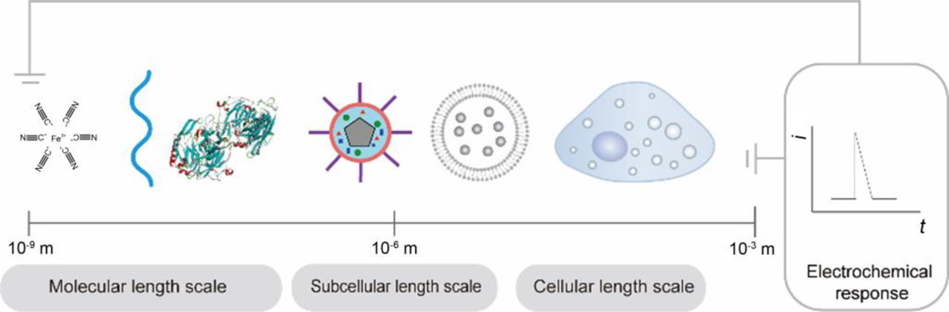 Electrochemical Analysis for Multiscale Single Entities on the Confined Interface†