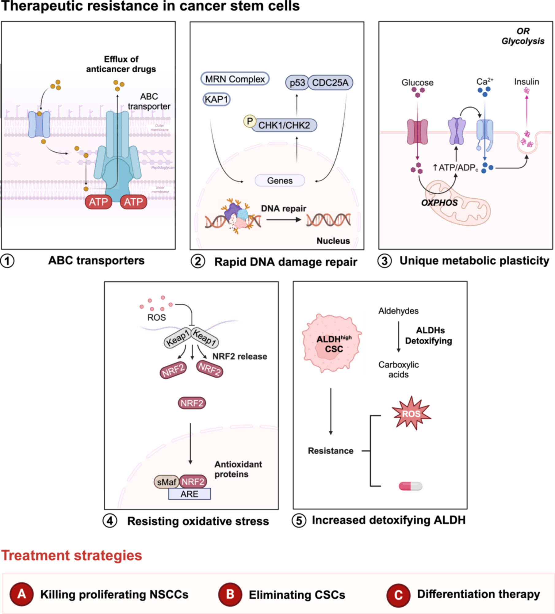 Unraveling the underlying mechanisms of cancer stem cells in therapeutic resistance for optimizing treatment strategies
