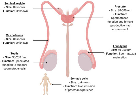 Roles of male reproductive tract extracellular vesicles in reproduction