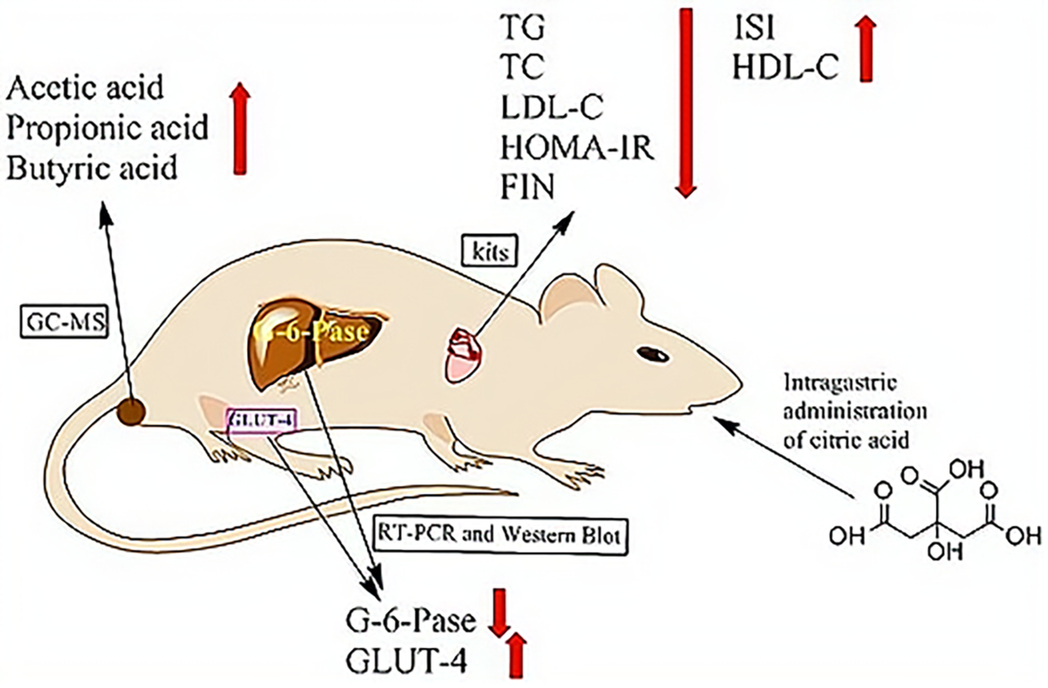 Exploring the mechanism of citric acid for treating glucose metabolism disorder induced by hyperlipidemia