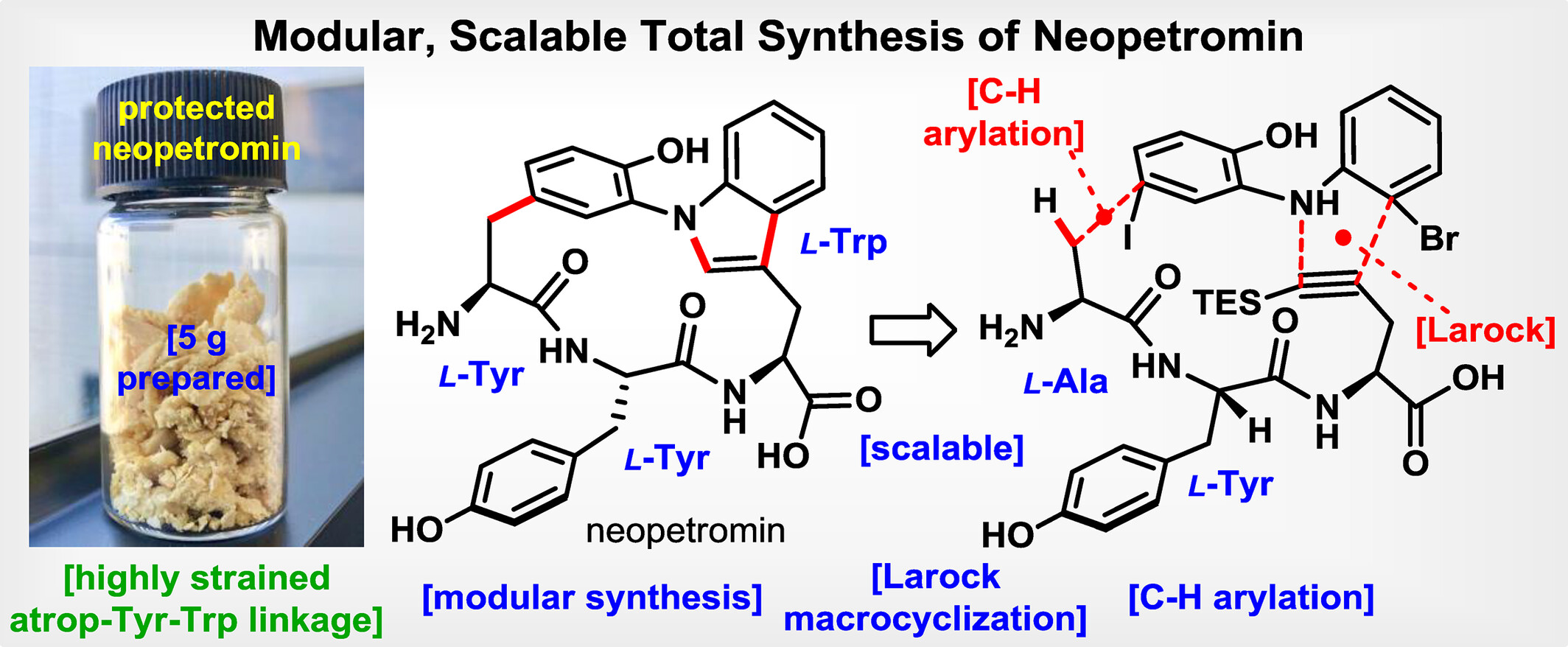 Modular, Scalable Total Synthesis of Neopetromin†