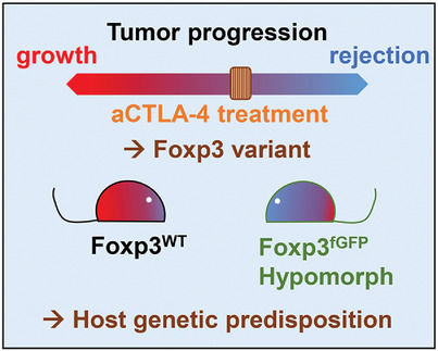 The multifaceted Foxp3fgfp allele enhances spontaneous and therapeutic immune surveillance of cancer in mice Issue 3, 2020