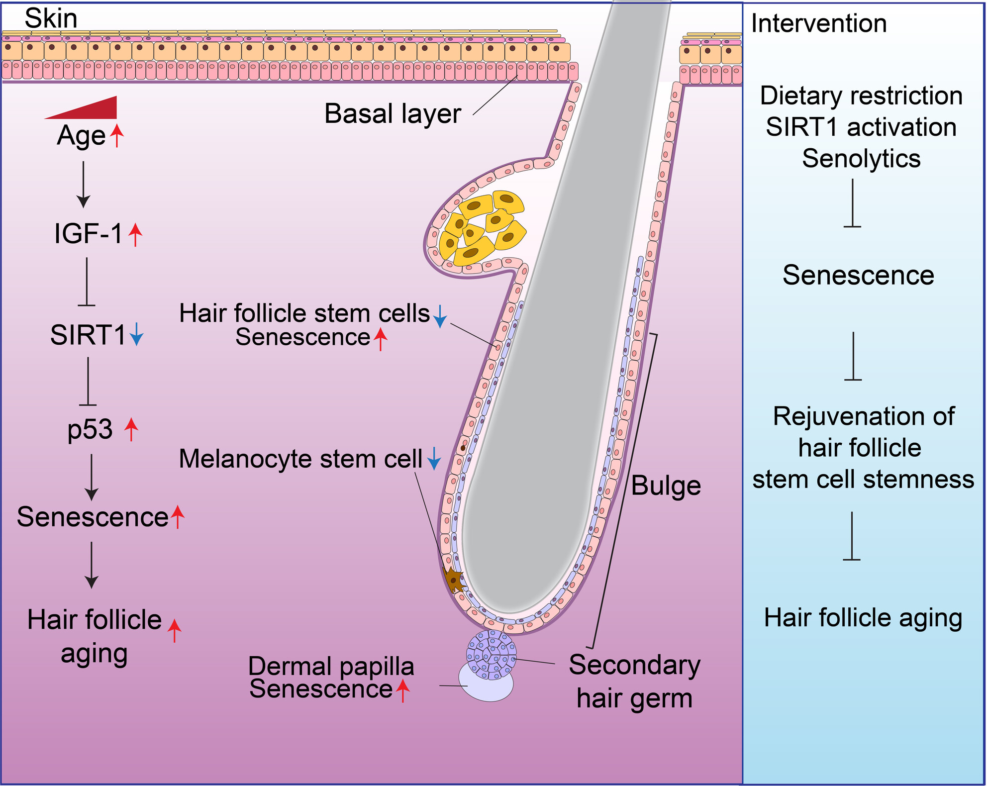 Targeting IGF1-Induced Cellular Senescence to Rejuvenate Hair Follicle Aging