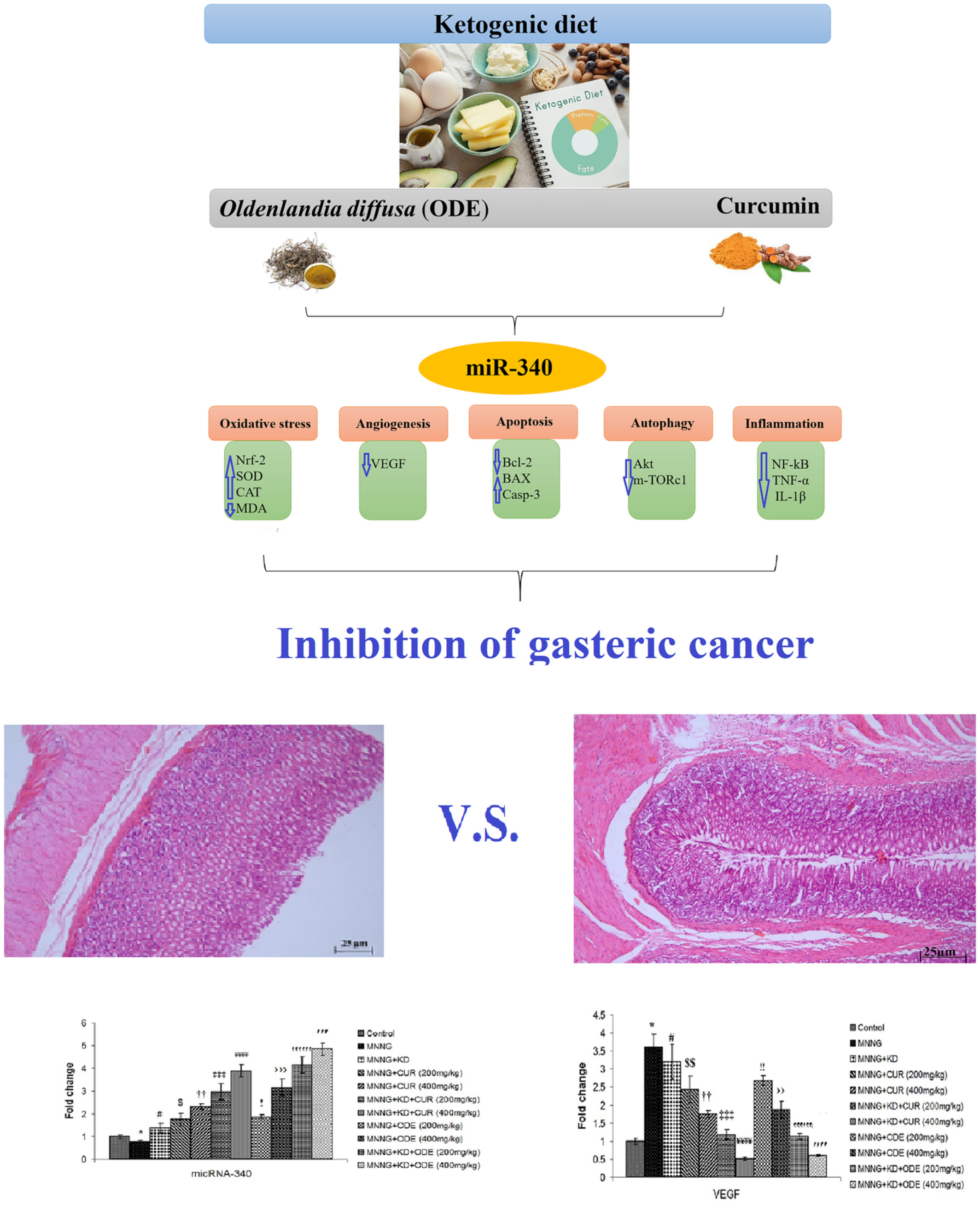 The ketogenic diet could improve the efficacy of curcumin and Oldenlandia diffusa extract in the treatment of gastric cancer by increasing miR340 expression and apoptosis mediated by autophagy, oxidative stress, and angiogenesis