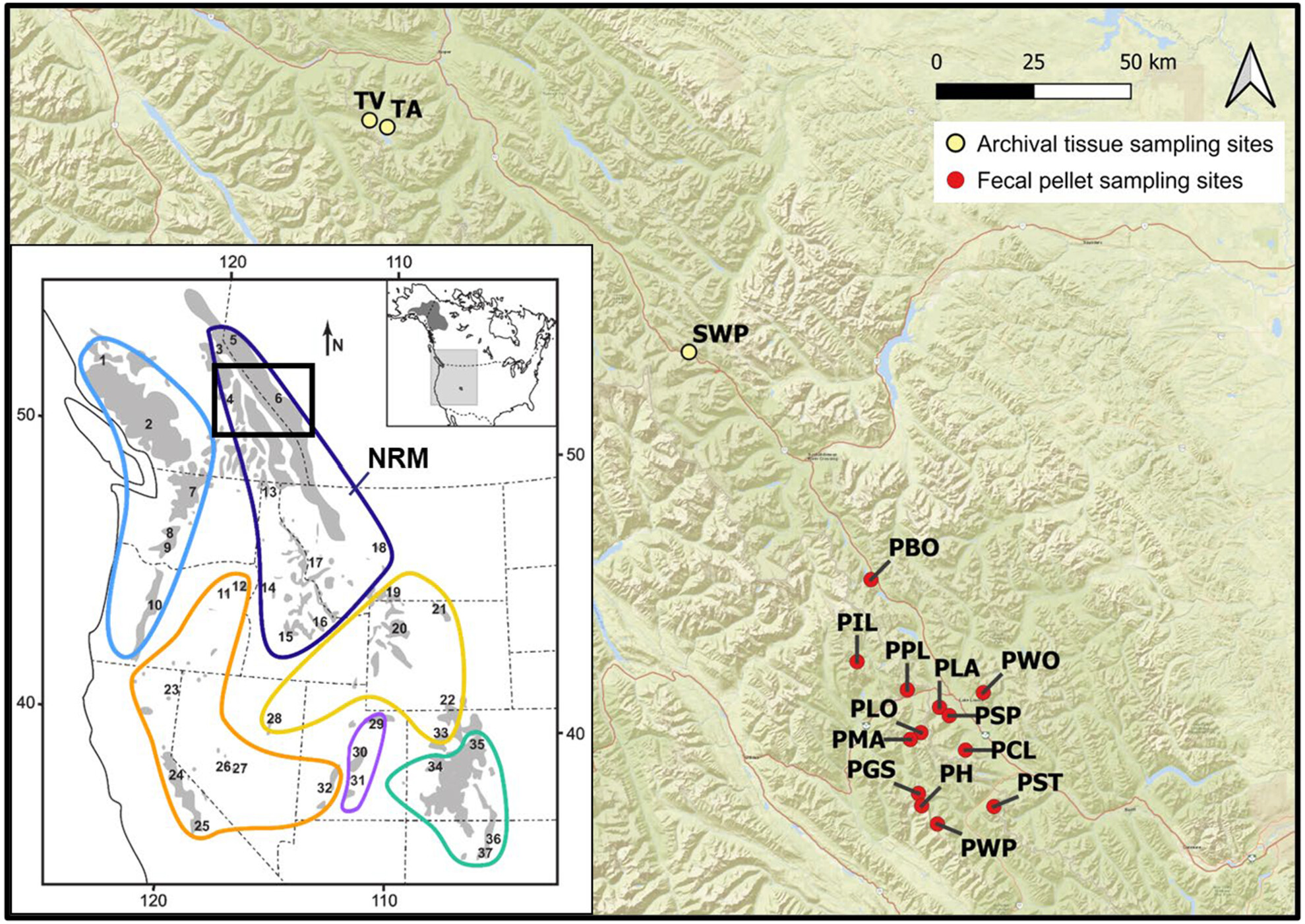 Evaluating genotyping-in-thousands by sequencing as a genetic monitoring tool for a climate sentinel mammal using non-invasive and archival samples